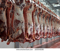 stock-photo-hanging-on-hooks-in-the-cold-half-of-cows-283048190.jpg