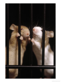 390901~Two-Mice-Behind-Bars-Posters.jpg